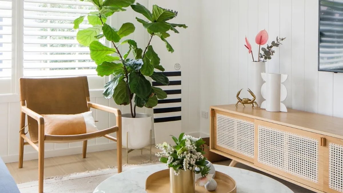 Fiddle leaf fig care mistakes to avoid Fiddle leaf fig care mistakes to avoid - fiddle leaf fig