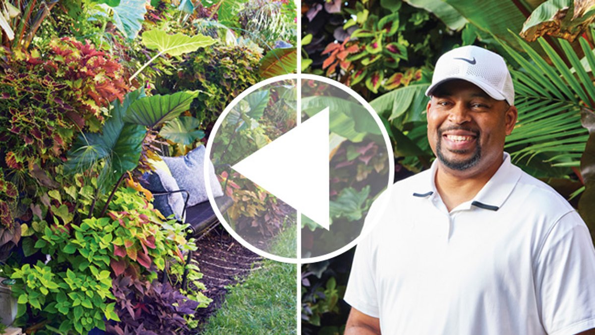 City Side Yard Becomes Lush Tropical Garden City Side Yard Becomes Lush Tropical Garden - tropical garden