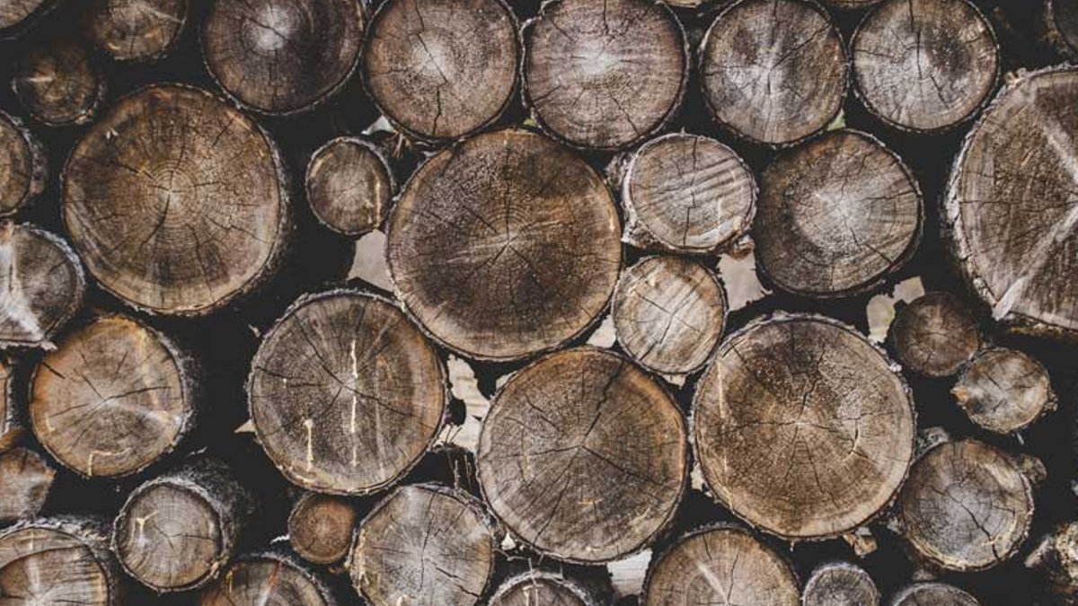 Vietnam’s wood sector faces new challenges in 2026 Vietnam’s wood sector faces new challenges in 2026 - wood sector