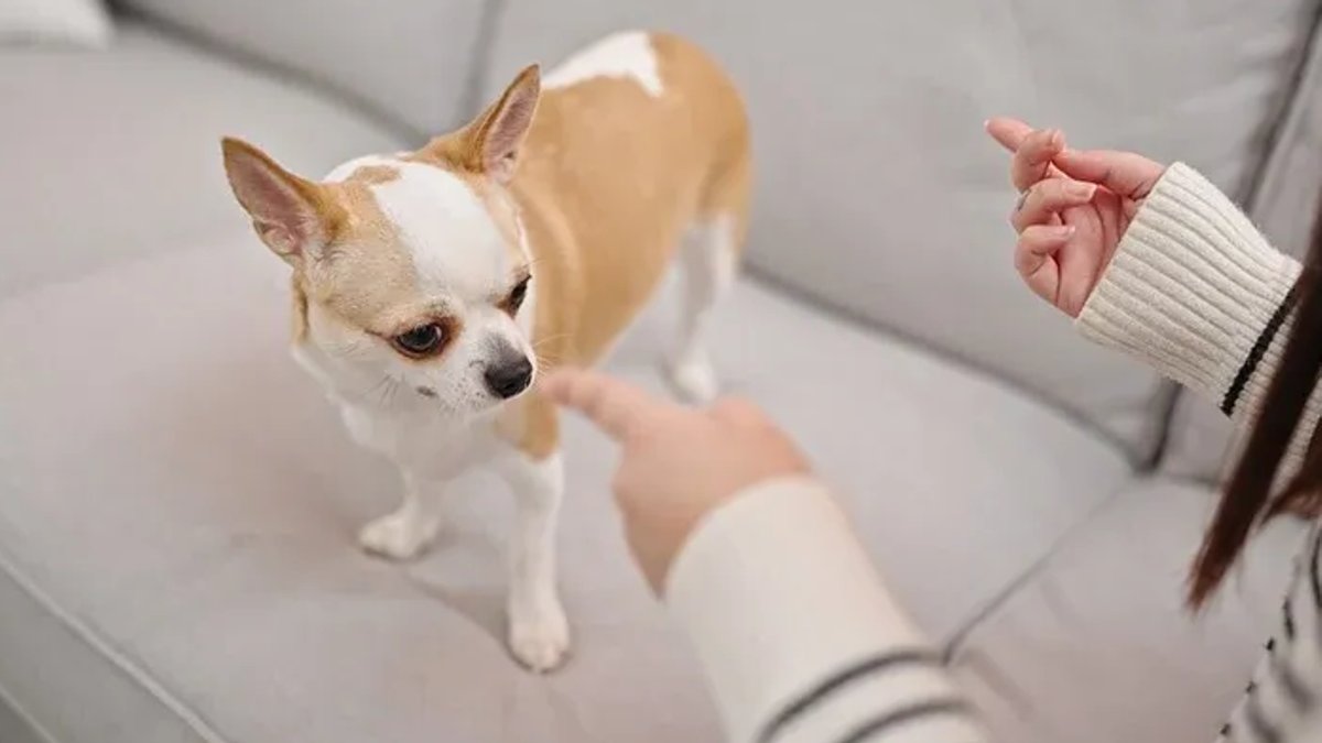 Dog OCD Symptoms and Treatment Options Dog OCD Symptoms and Treatment Options - dog ocd