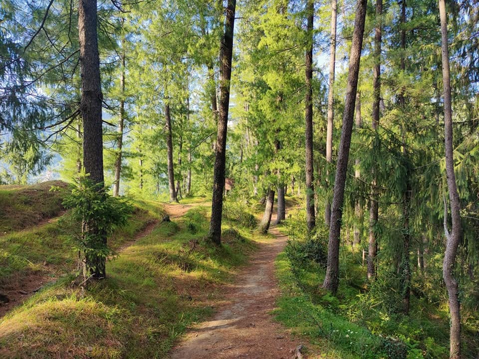 Pine forest walks