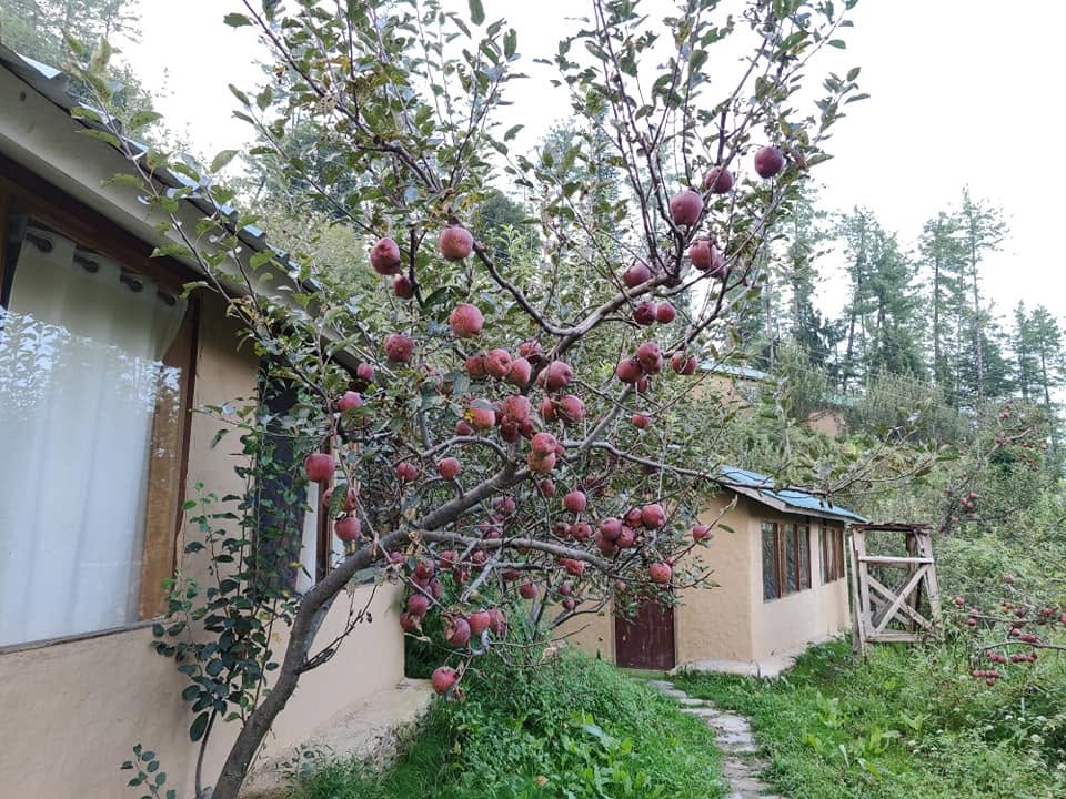 Seasonal apple-plucking experience