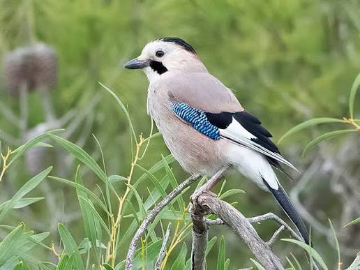 Bird watching