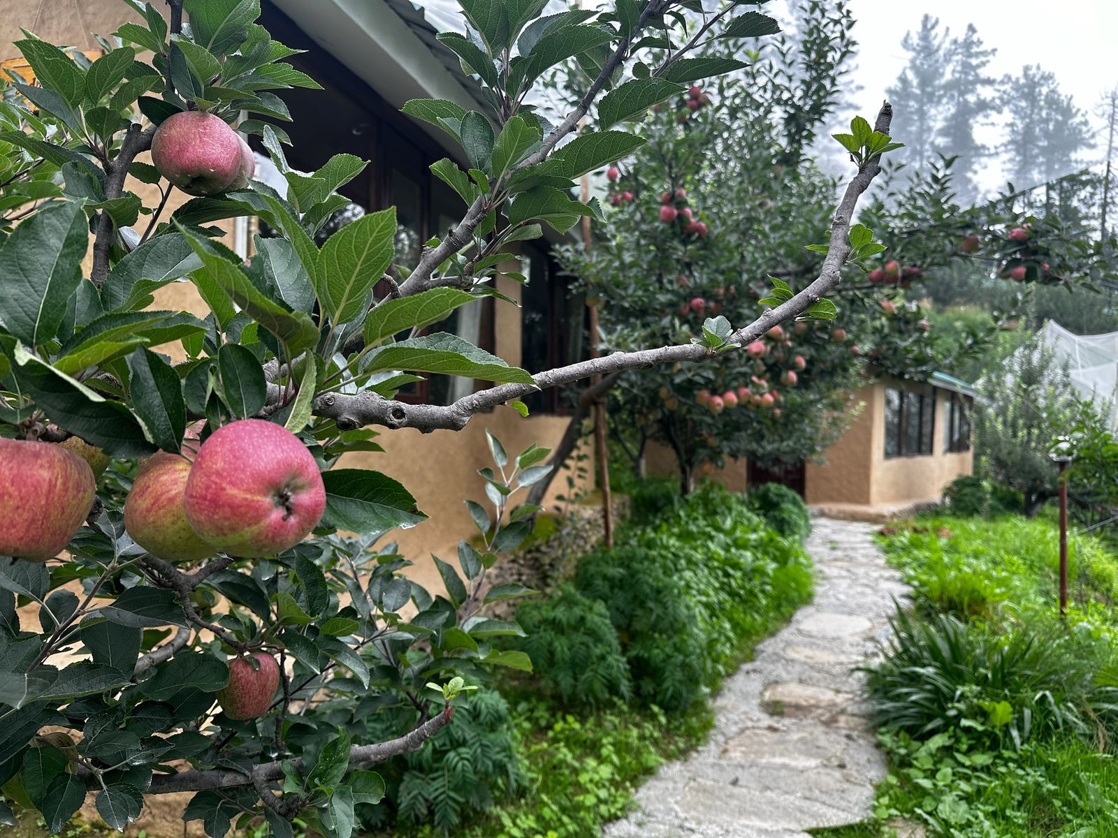 Apple Orchard walks