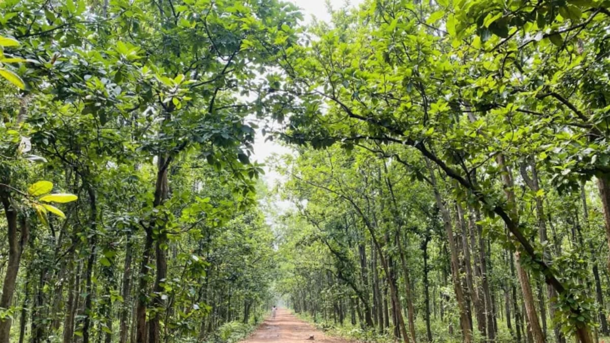 কয়লা খাদের জন্য বারাবনি ব্লকে কাটা হবে ৪৫০০ গাছ