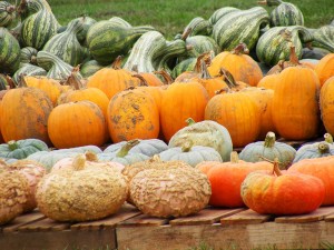 How to Freeze Squash