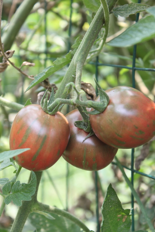 edible gardening basics