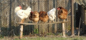 how to shop for chicken