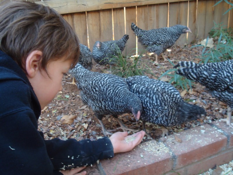 How to Raise Your Own Chickens