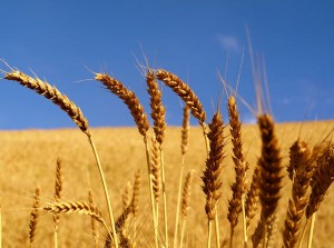 Eating Beans, Rice, and Grains