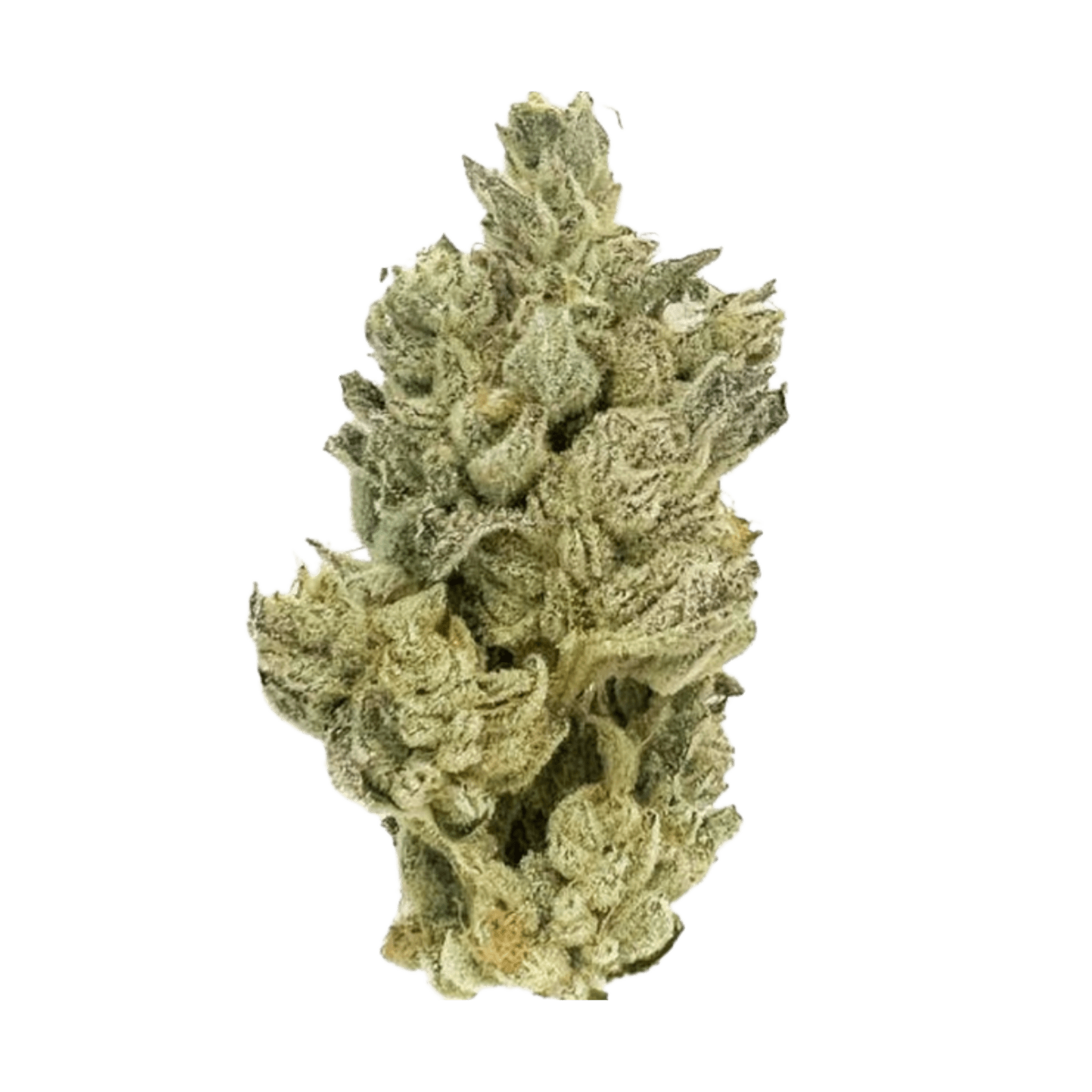 Gluetopia (H) | 3.5g Premium Flower | CBX - view 2