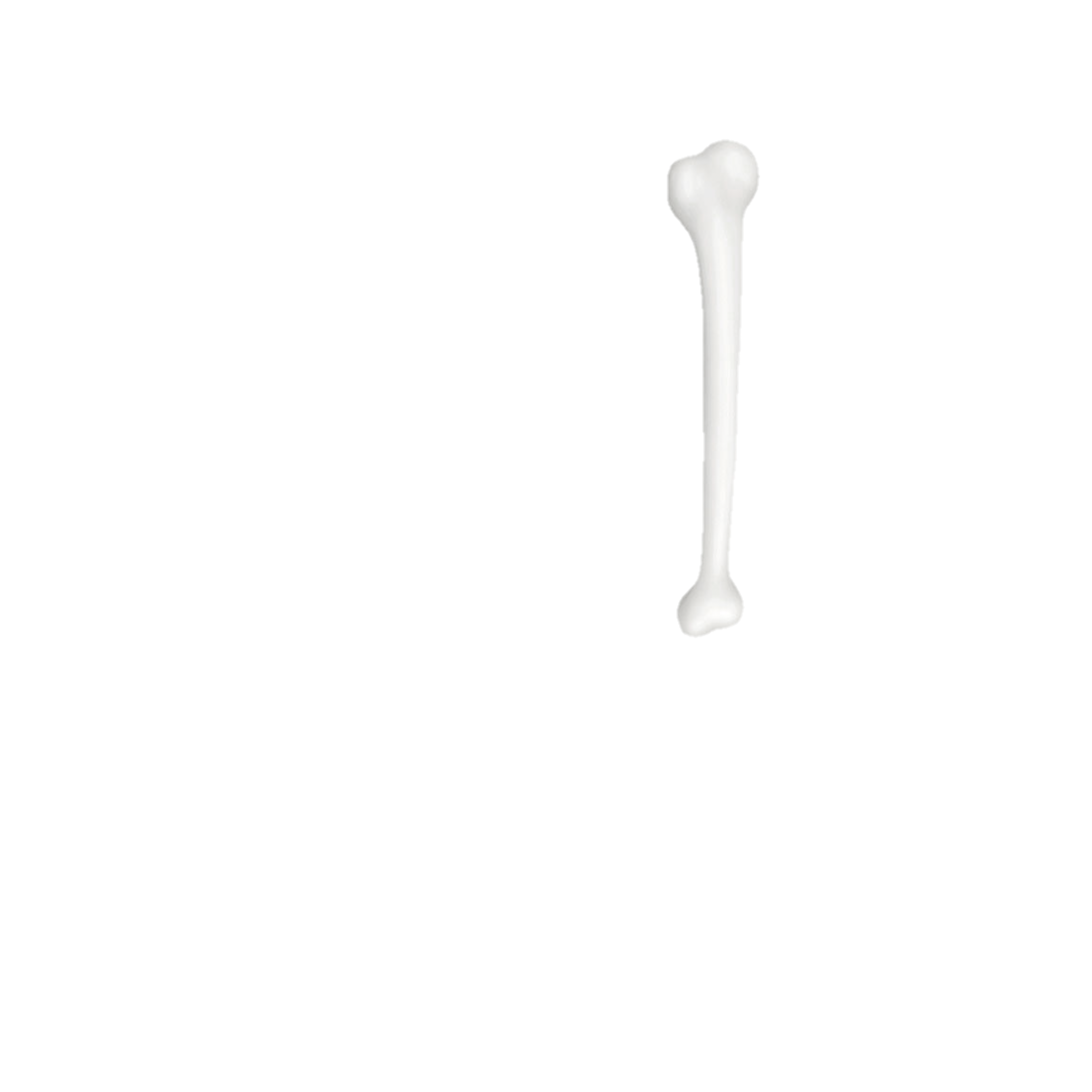 Cartoon White Bone 2D Transparent Prop
