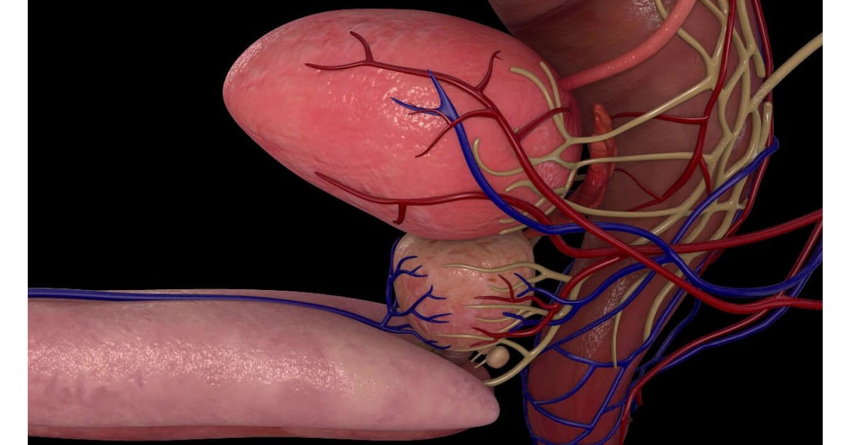 prostate anatomie 3d