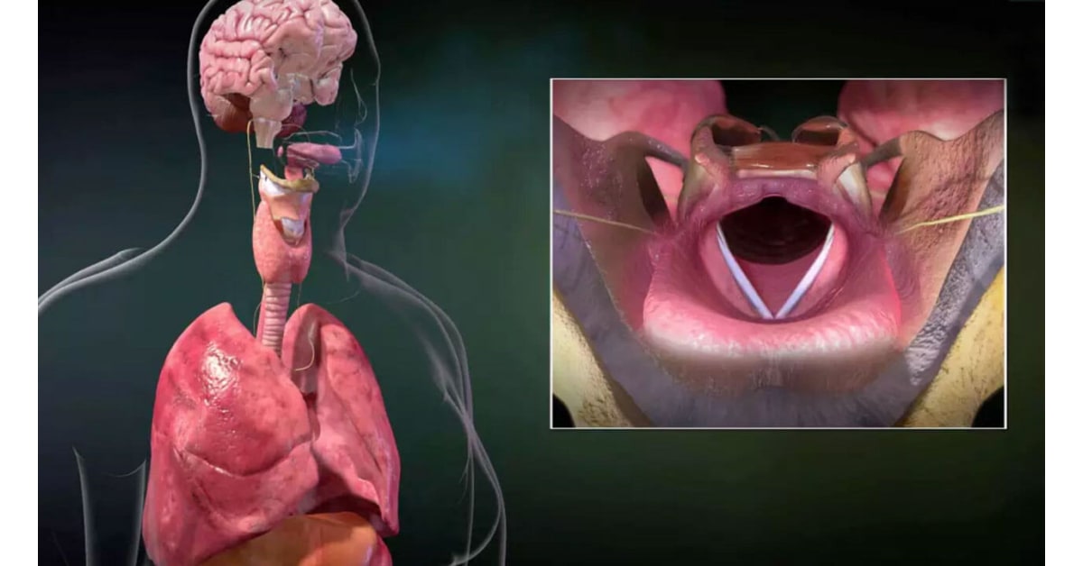 Airway Anatomy Vocal Cords