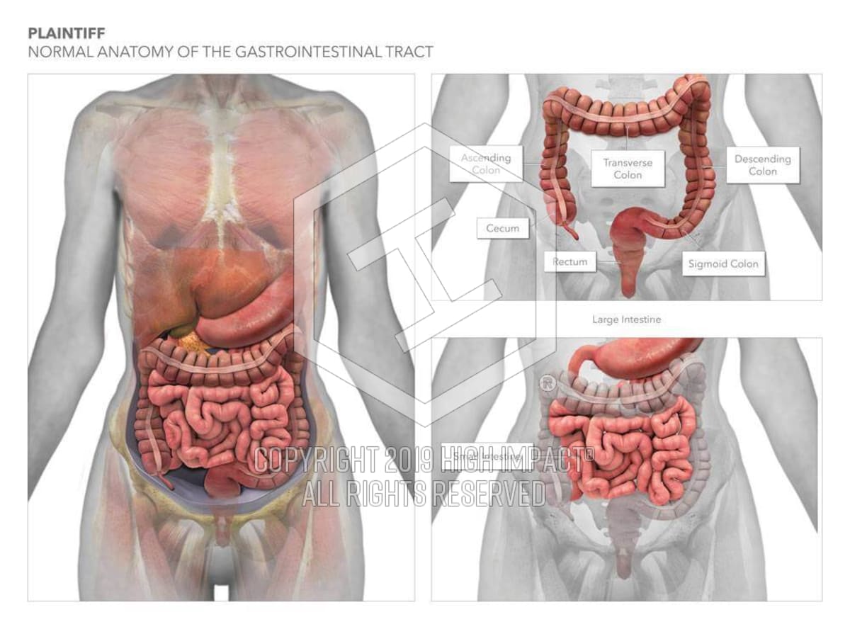 Anatomy Of Colon - Anatomy Diagram Book