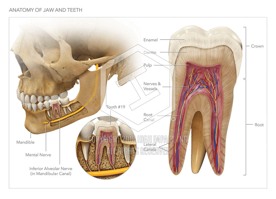 anatomy of the jaw and teeth high impact visual litigation mandible anatomy