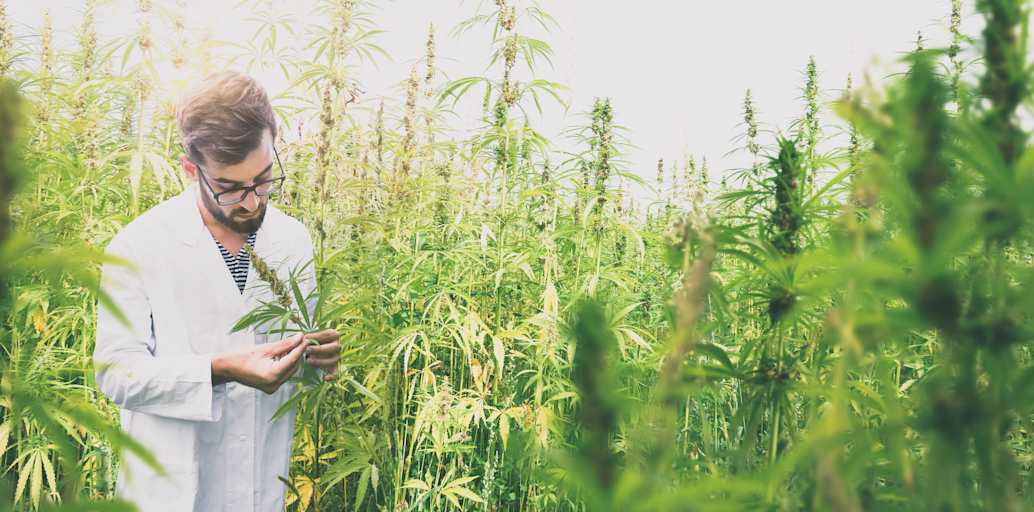 Are Cannabis Degrees Legit?