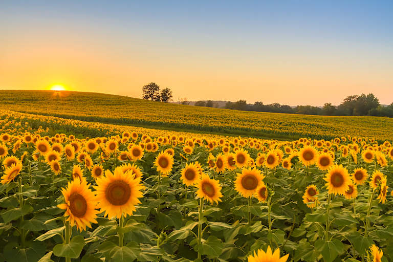 Best Colleges in Kansas