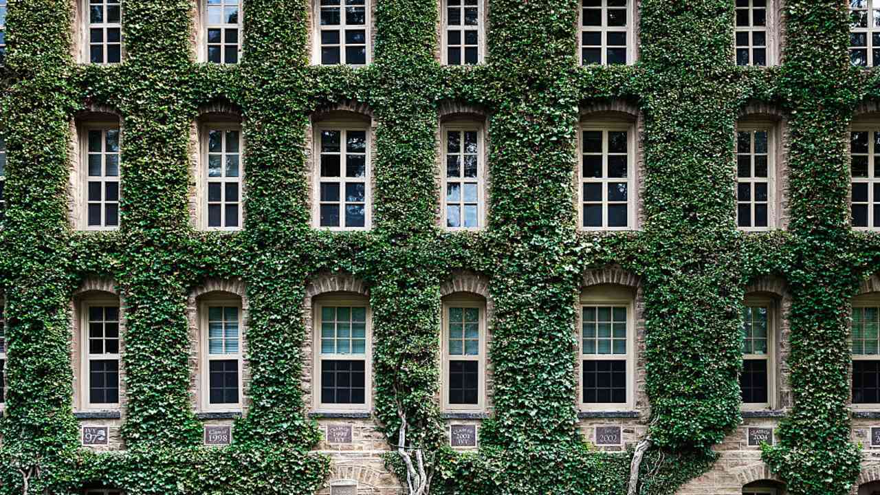 Nassau Hall ivy, Princeton University Campus