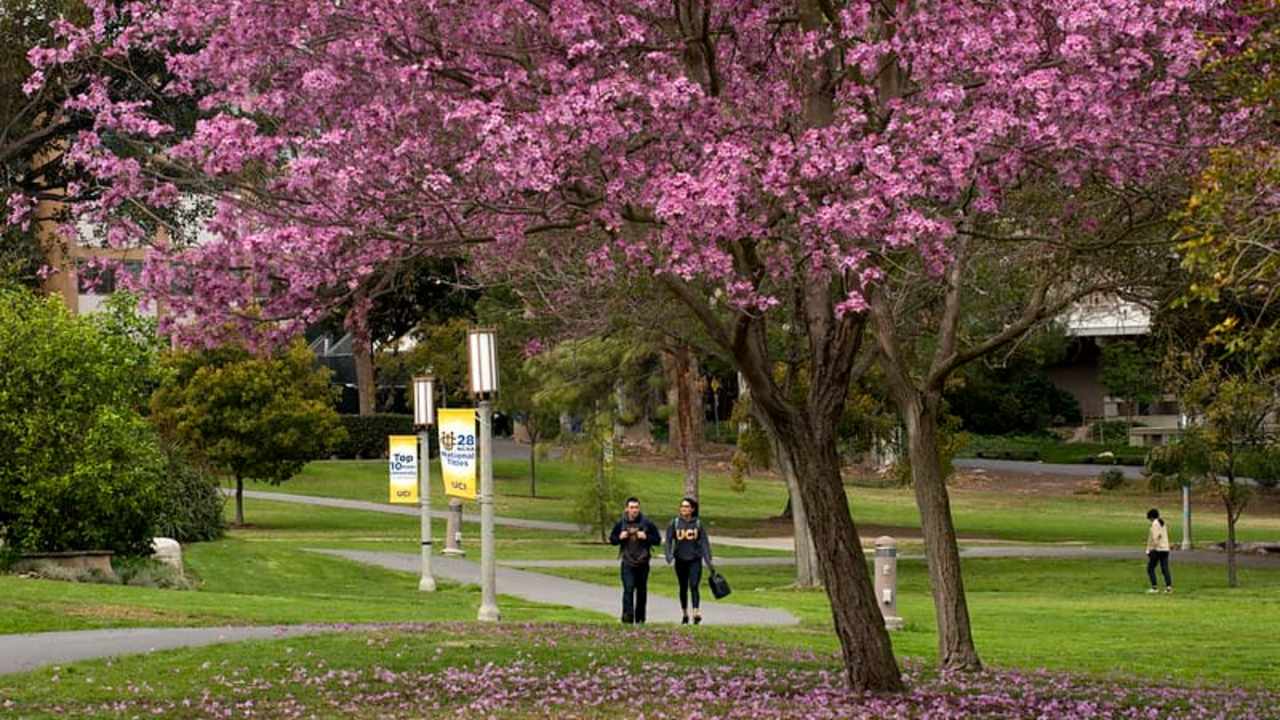 students-walking-through-purple-trees