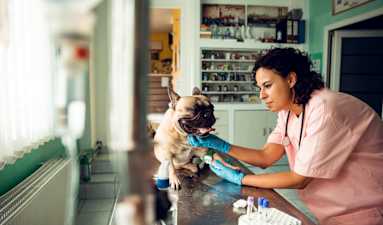 Ask a College Advisor: What Undergraduate Major Should I Choose if I Want To Become a Veterinarian?