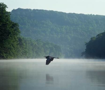 Heron flying over lake in Alabama