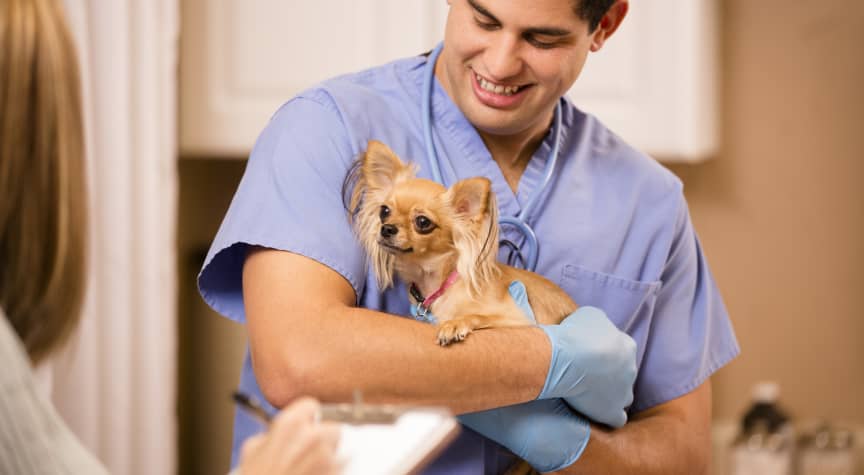 How to Become a Vet Tech | BestColleges