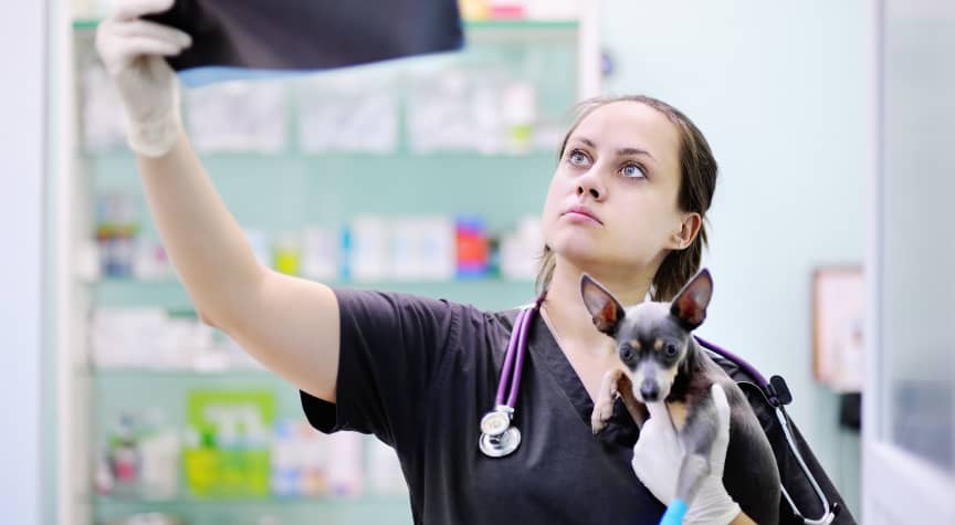 What to Know About Being a Vet Tech