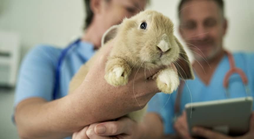 Vet Tech vs. Vet Assistant