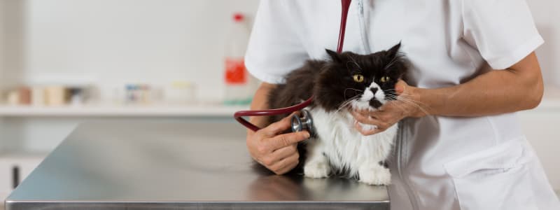 vet assistant salary colorado