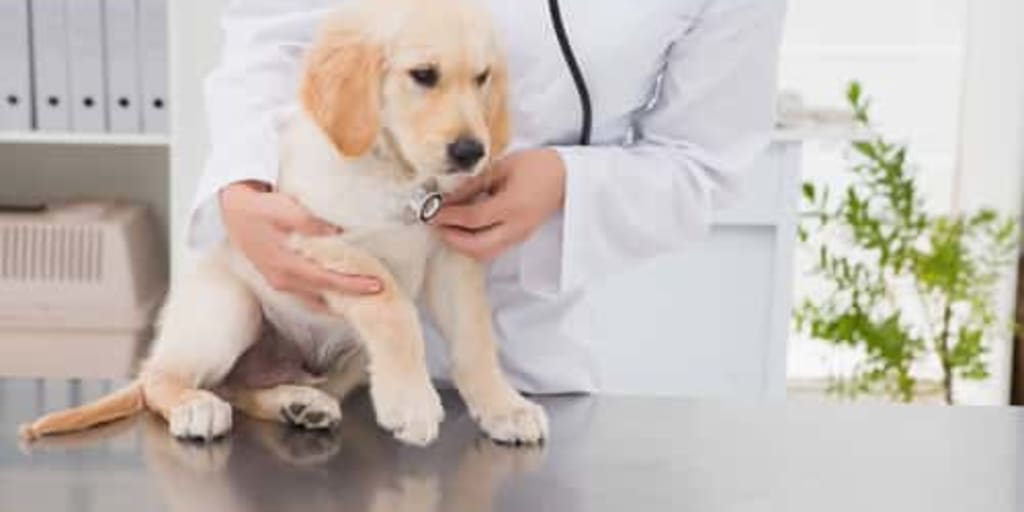 Veterinarian Resources Bestcolleges Com