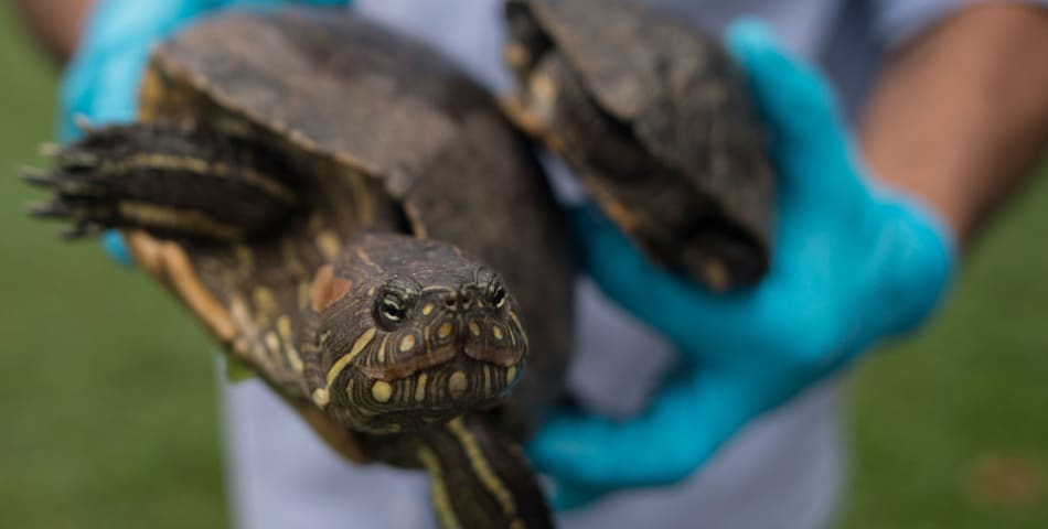Wildlife biology is an exciting and rewarding career, but it can be tough to land a job. Find out from an expert how to succeed in this field.