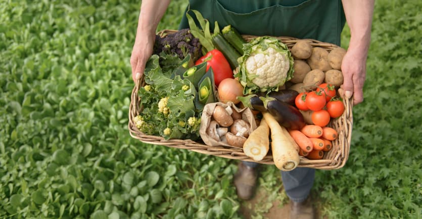 A person in a work apron stands in verdant farmland holding a wicker basket full of organic vegetables.