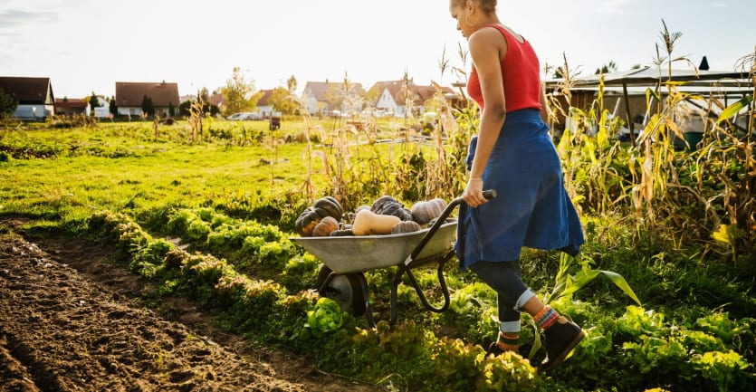 A woman in a brightly-colored sleeveless shirt and a skirt over a pair of jeans pushes a wheelbarrow full of gourds across a community garden in a residential neighborhood.