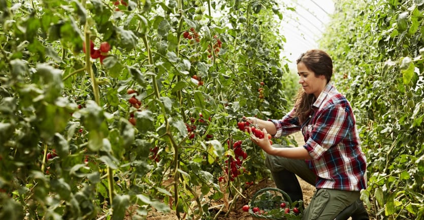 A woman in a flannel shirt and work pants kneels down among rows of tomatoes in a greenhouse to pick a few choice samples.