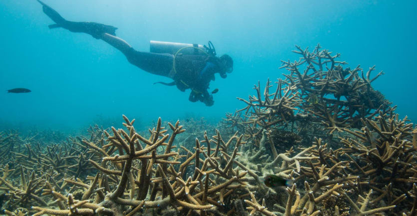 A research diver swims by a recovering reef structure in the ocean.