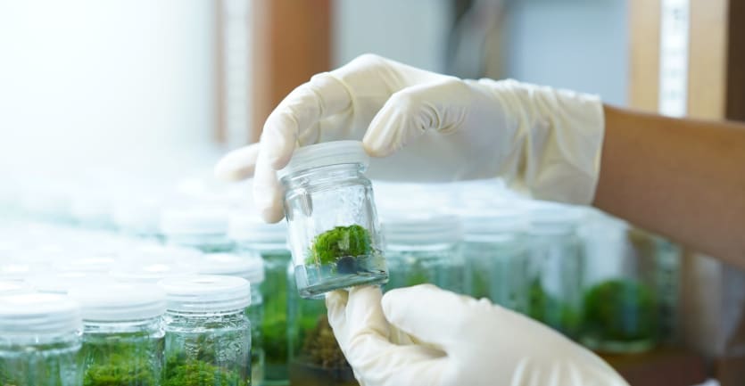 A laboratory technician wearing white disposable gloves handles a small bottle filled with green plant tissue.