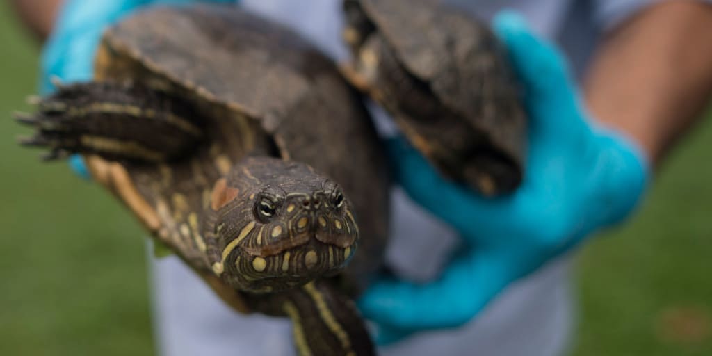 How To Become A Wildlife Biologist Bestcolleges
