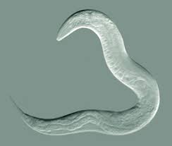 C. elegans, Caenorhabditis elegans, nematode, worm