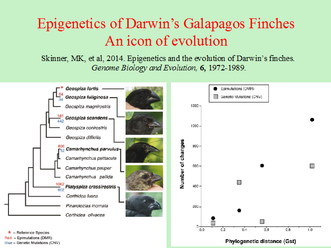 Epigenetics and the Evolution of Darwin's Finches,chart, diagram