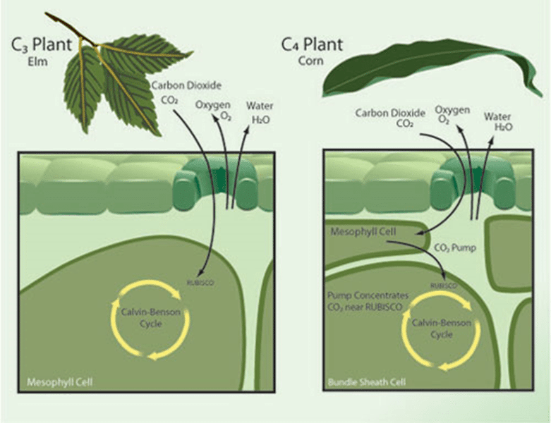Photosynthetic Pathways
