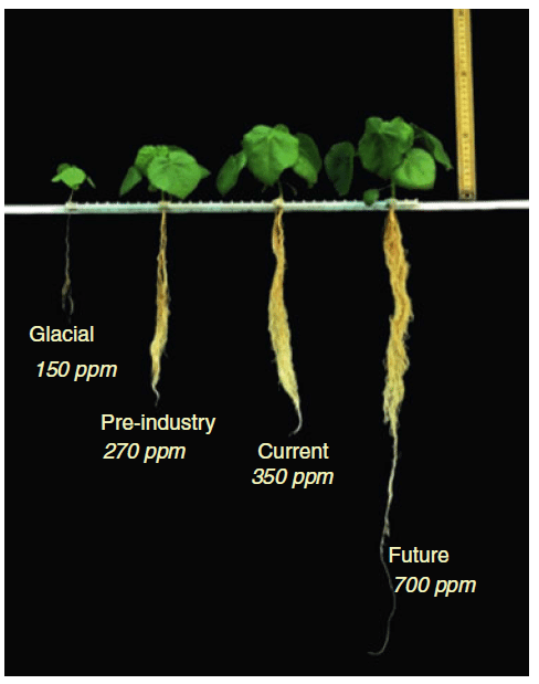 Time lapse photo of seed sprouting