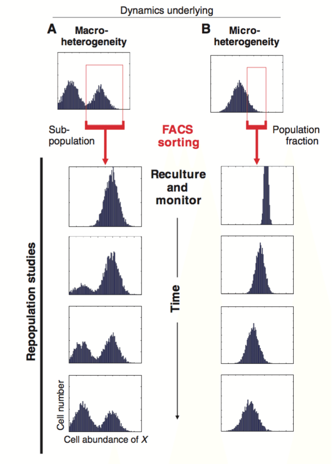Stochasticity in Protein Expression, bimodal and monomodal cell populations