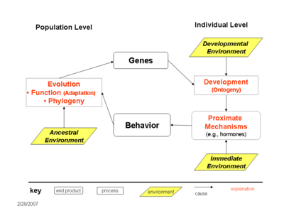 Tinbergen’s Four Questions