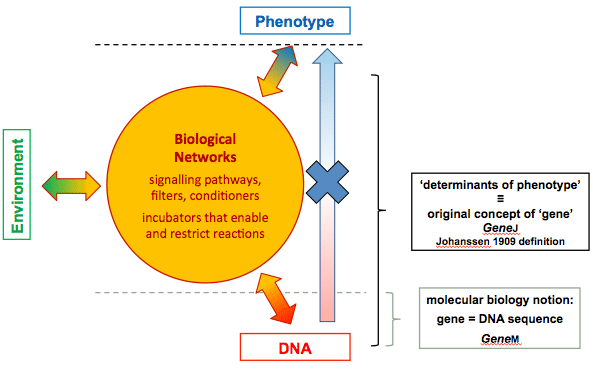Two Definitions of Gene