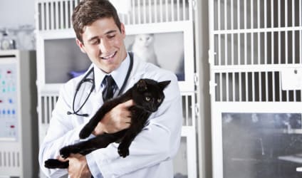 Card Thumbnail - The 5 Best Jobs Working With Animals