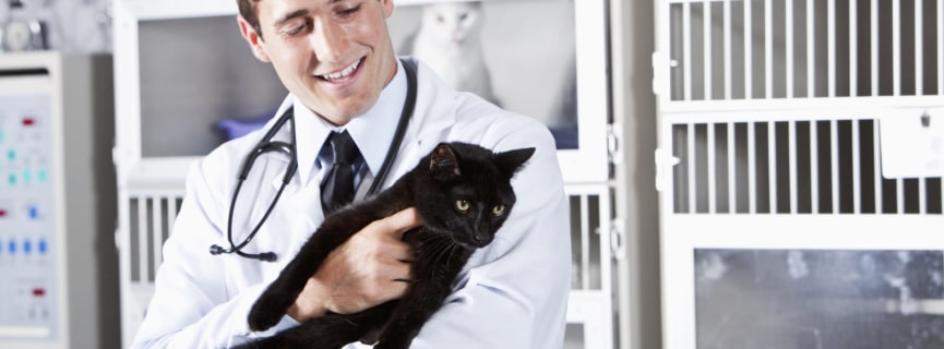 The 5 Best Jobs Working With Animals