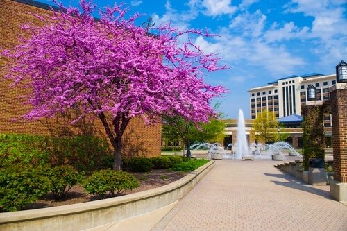 Indiana State University Best Construction Management Degrees