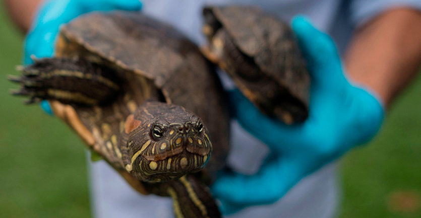 A wildlife biologist wearing plastic gloves gingerly handles a pair of freshwater turtles.