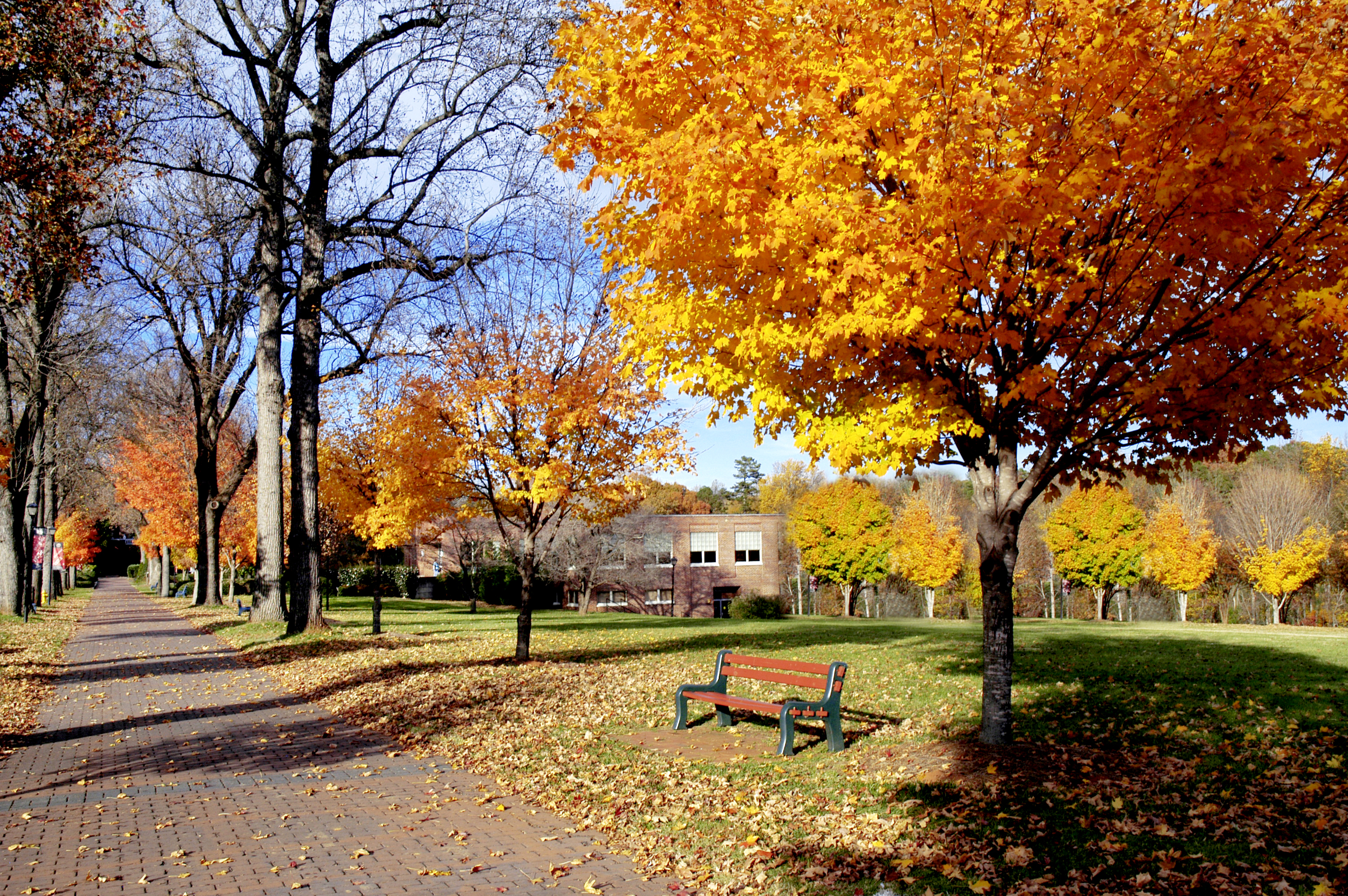 A landscape photograph of an empty college campus in the autumn; fallen leaves litter a brick path next to a forlorn bench.